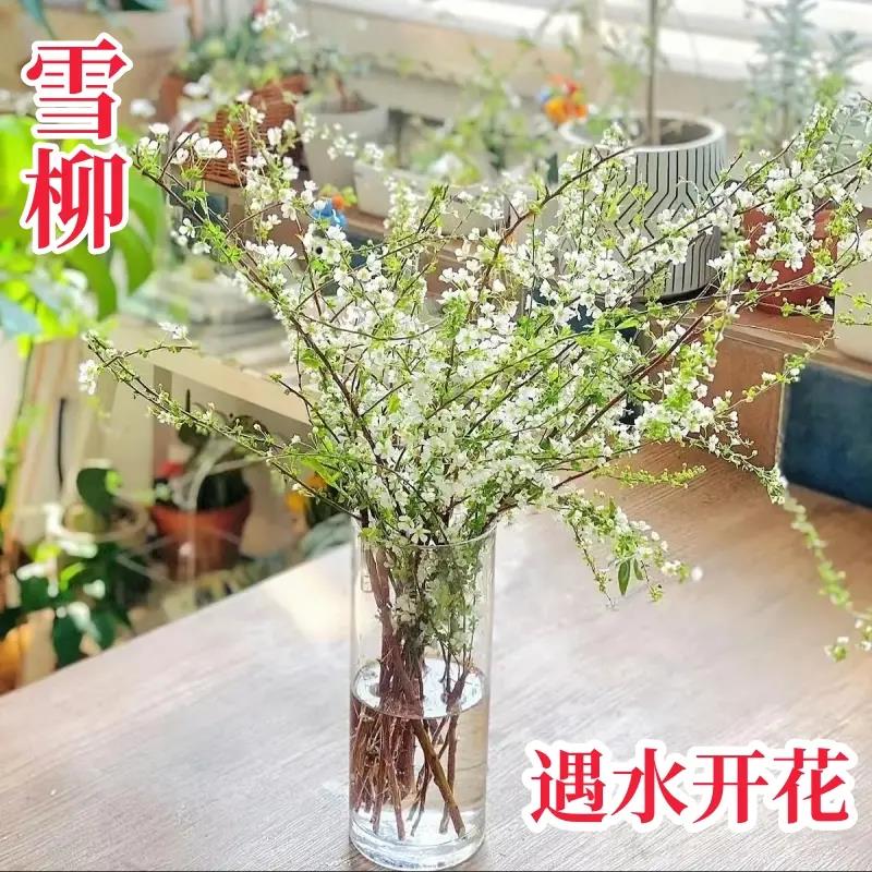 雪柳干枝花室内水培耐寒好养真花插水养绿植干花遇水开花清香植物
