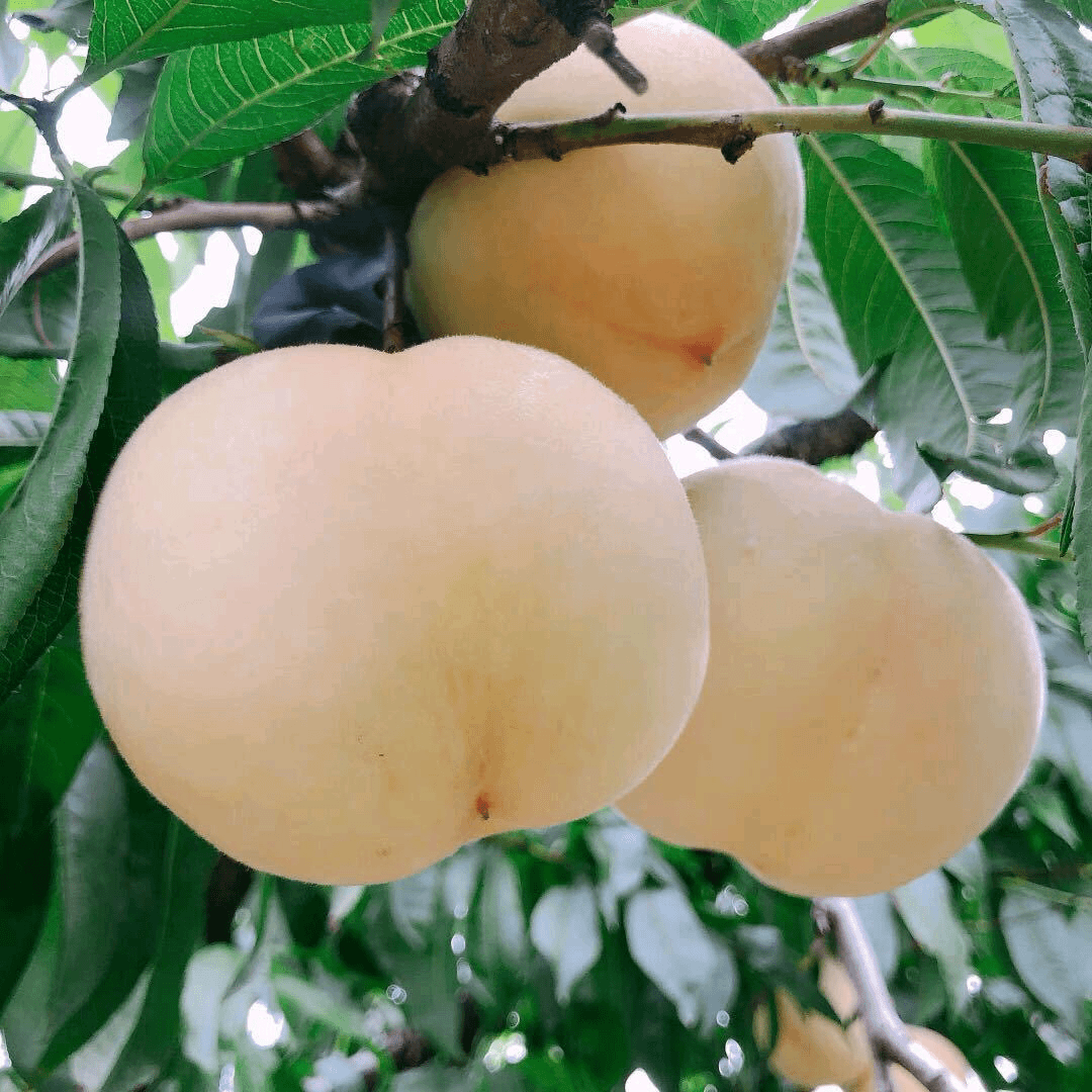 精品白桃 冬桃  映霜红 冬桃 山坡自然成熟 礼盒包装 坏果包赔