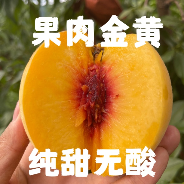 晚熟脆甜红心高山锦绣黄桃不催熟香甜大果，现摘果园直发硬桃脆桃