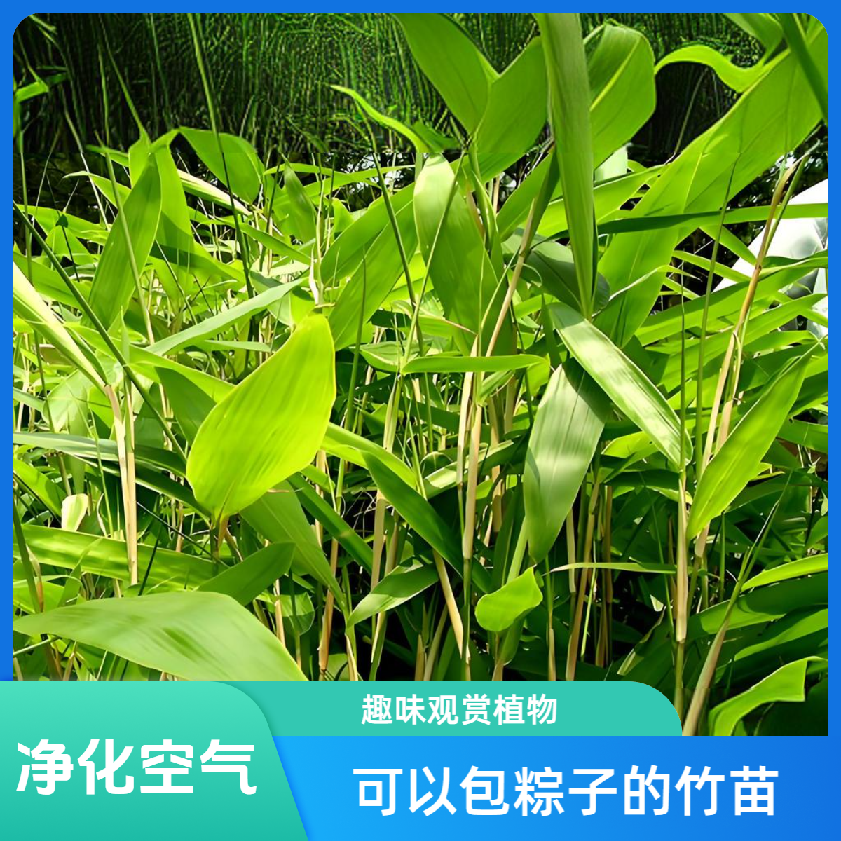 野生粽叶竹苗，可包粽子，也叫带土箬叶竹植物文竹庭院美观裸根