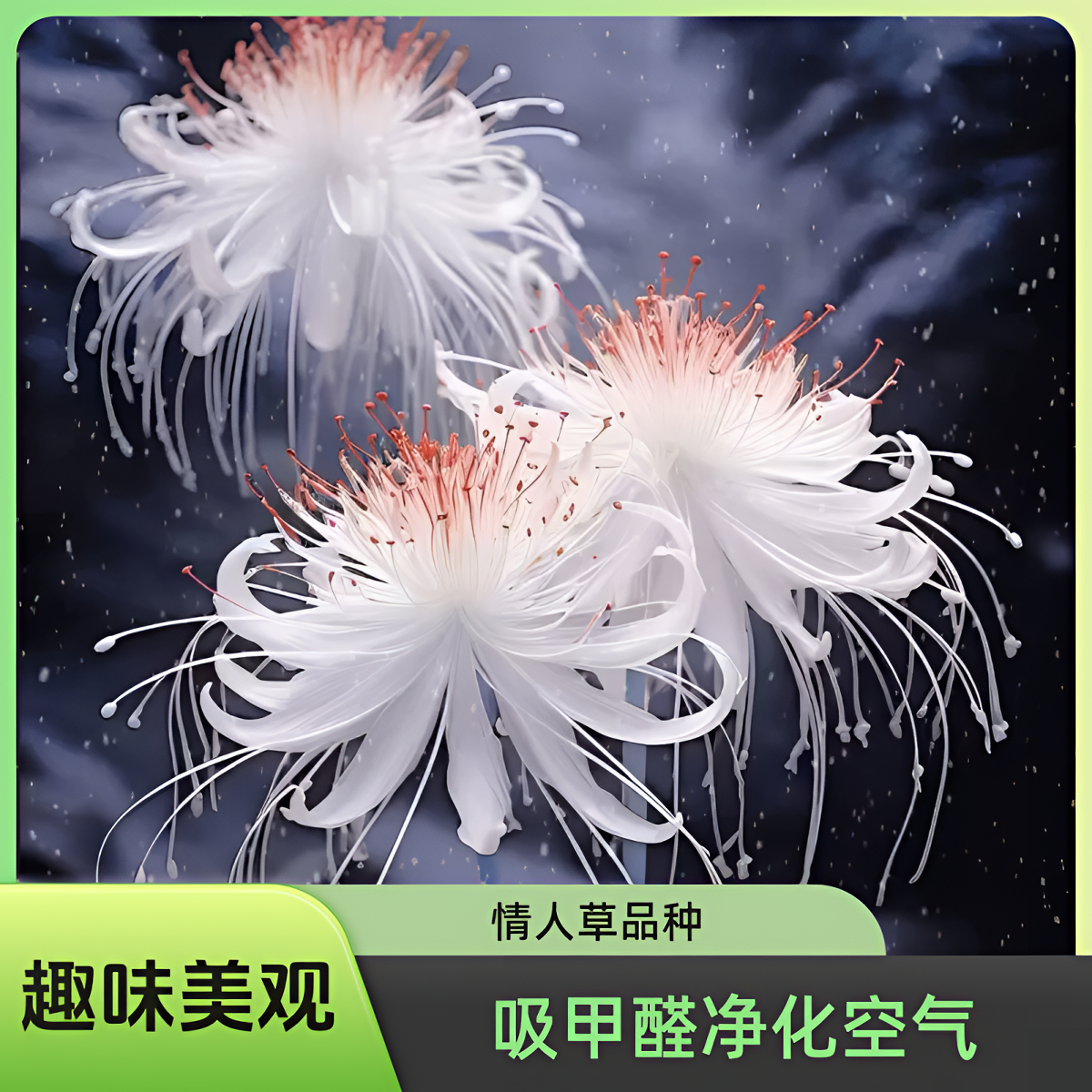 彼岸花，彼岸花种球，曼珠沙华，曼珠沙华种球，种球，情人草