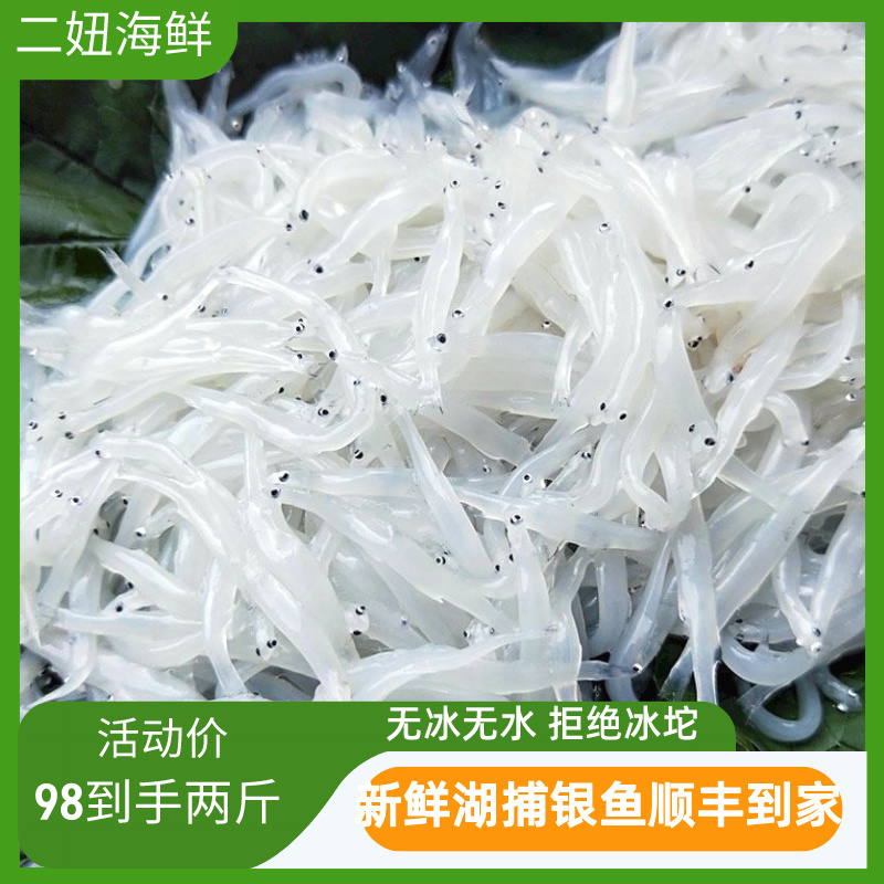 银鱼新鲜海鲜冷冻面条鱼白饭鱼鱼类辅食鲜活无盐面条鱼新鲜鲜活
