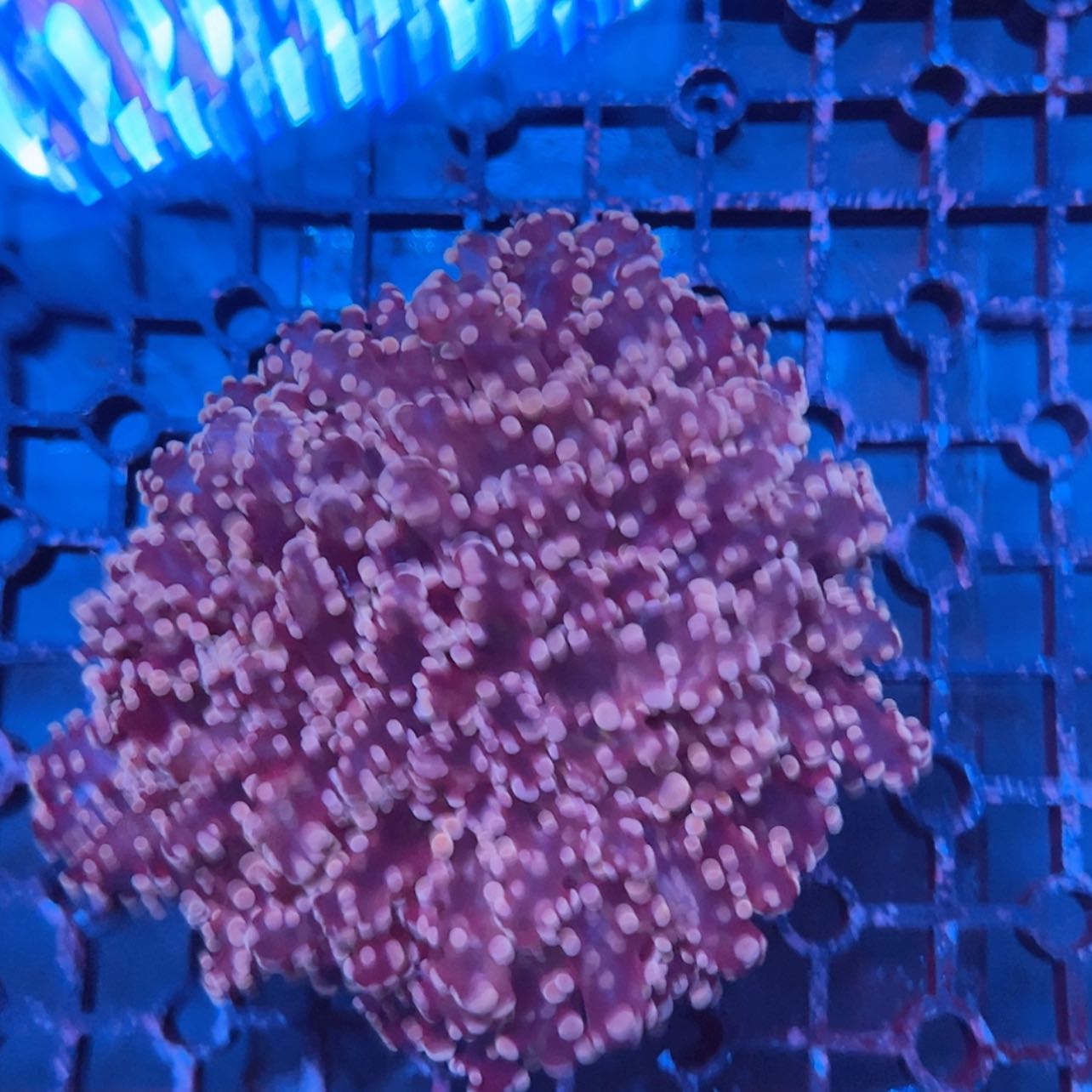 【闪购商品】用****96666666