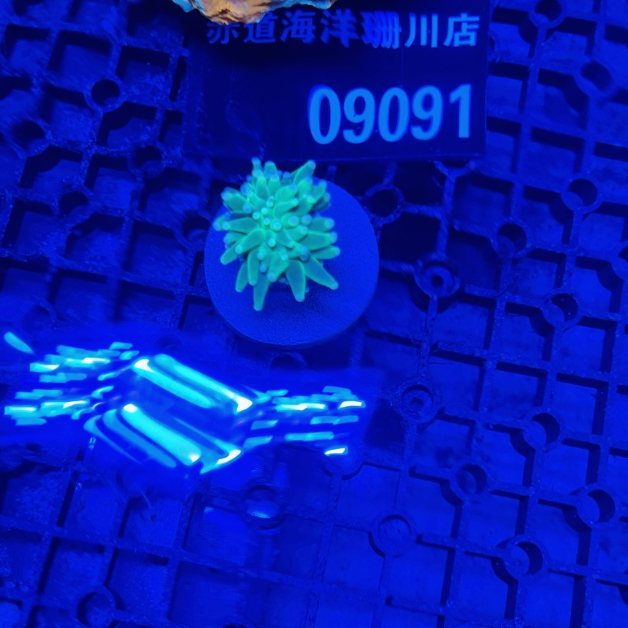 【闪购商品】S****T09091