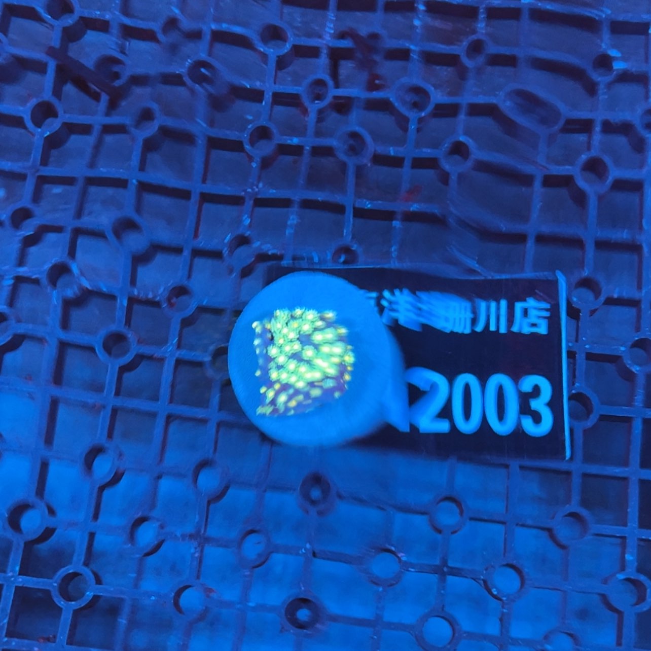 【闪购商品】K****12003