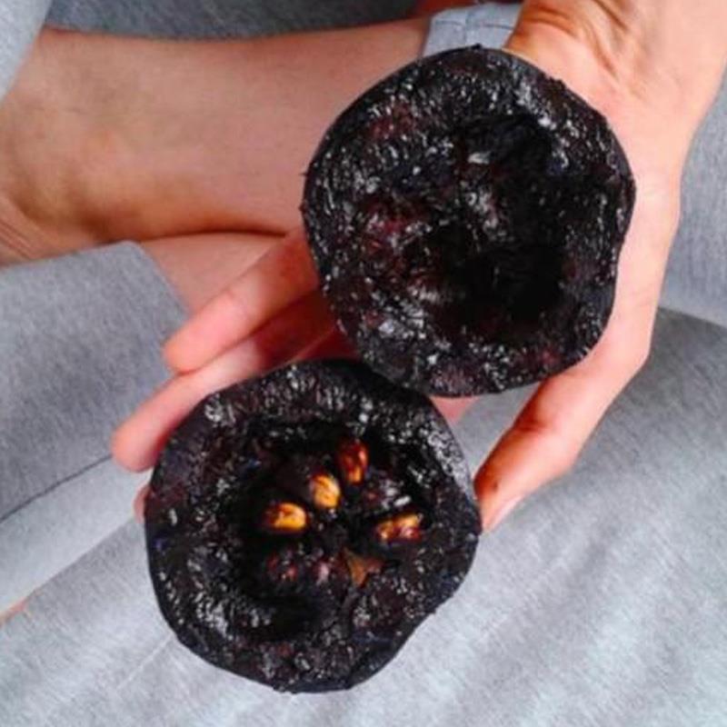 黑柿苗新品种澳洲黑柿子树苗 巧克力 布丁柿子苗果树苗南北方种植