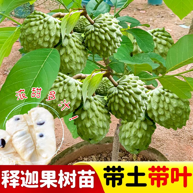 释迦果树苗嫁接苗