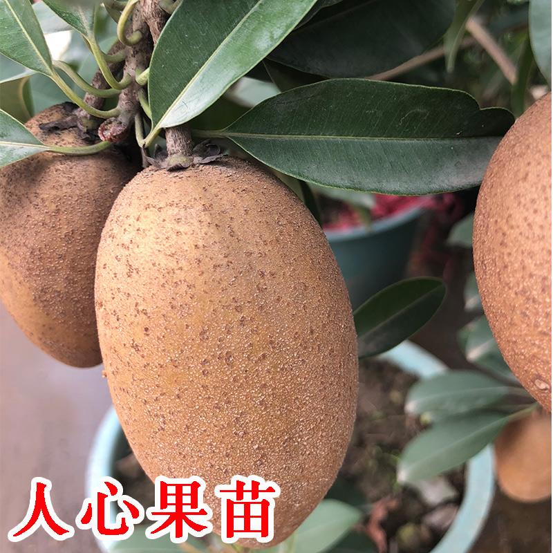 人心果苗树苗四季南方越南人心果海南嫁接苗带果发货当年结果