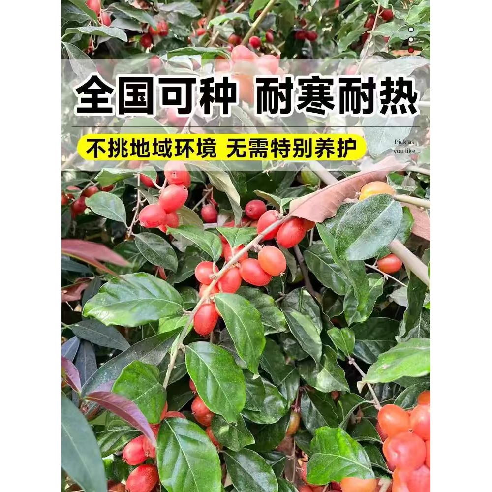 羊奶果嫁接苗耐寒特大鲜果德甜二号