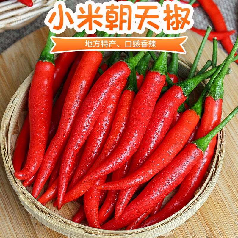 【云南高山】新鲜小米辣朝天椒小米椒现摘现发1斤3斤5斤9斤包邮