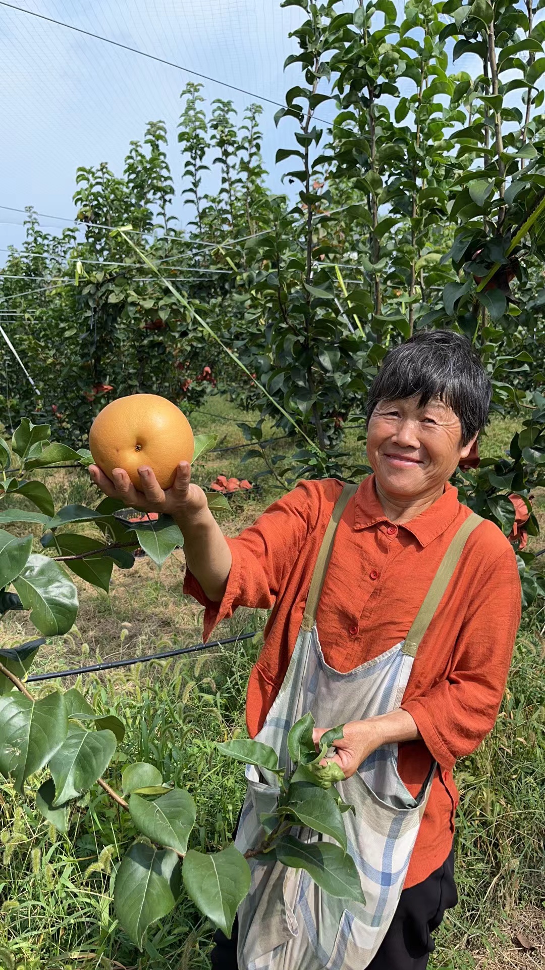  秋月梨新鲜水果当季整箱10斤包邮应季中秋礼盒装正宗秋月梨子