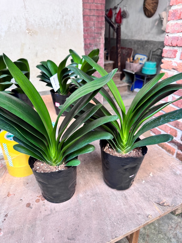 室内好养易活君子兰12片两颗原盆原土包邮