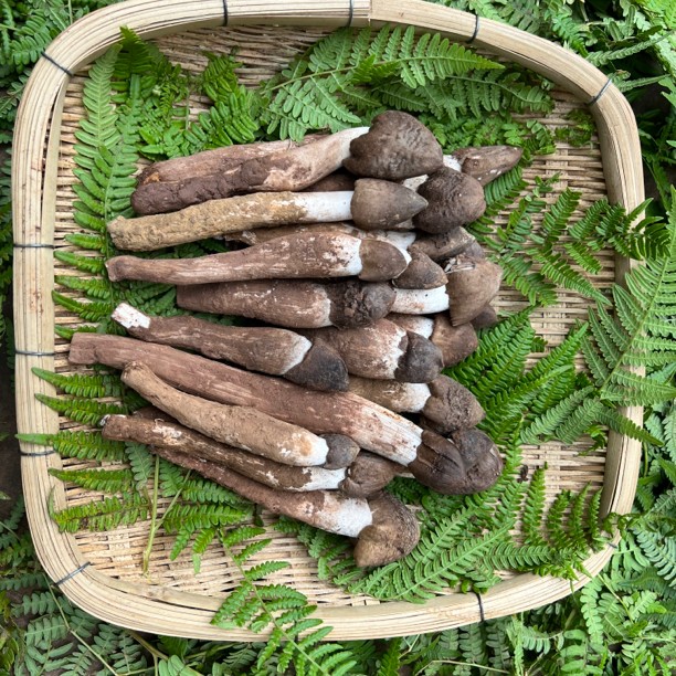 炸油 直播收货   请勿私拍   以实际下单为准  云南野生菌  1000g
