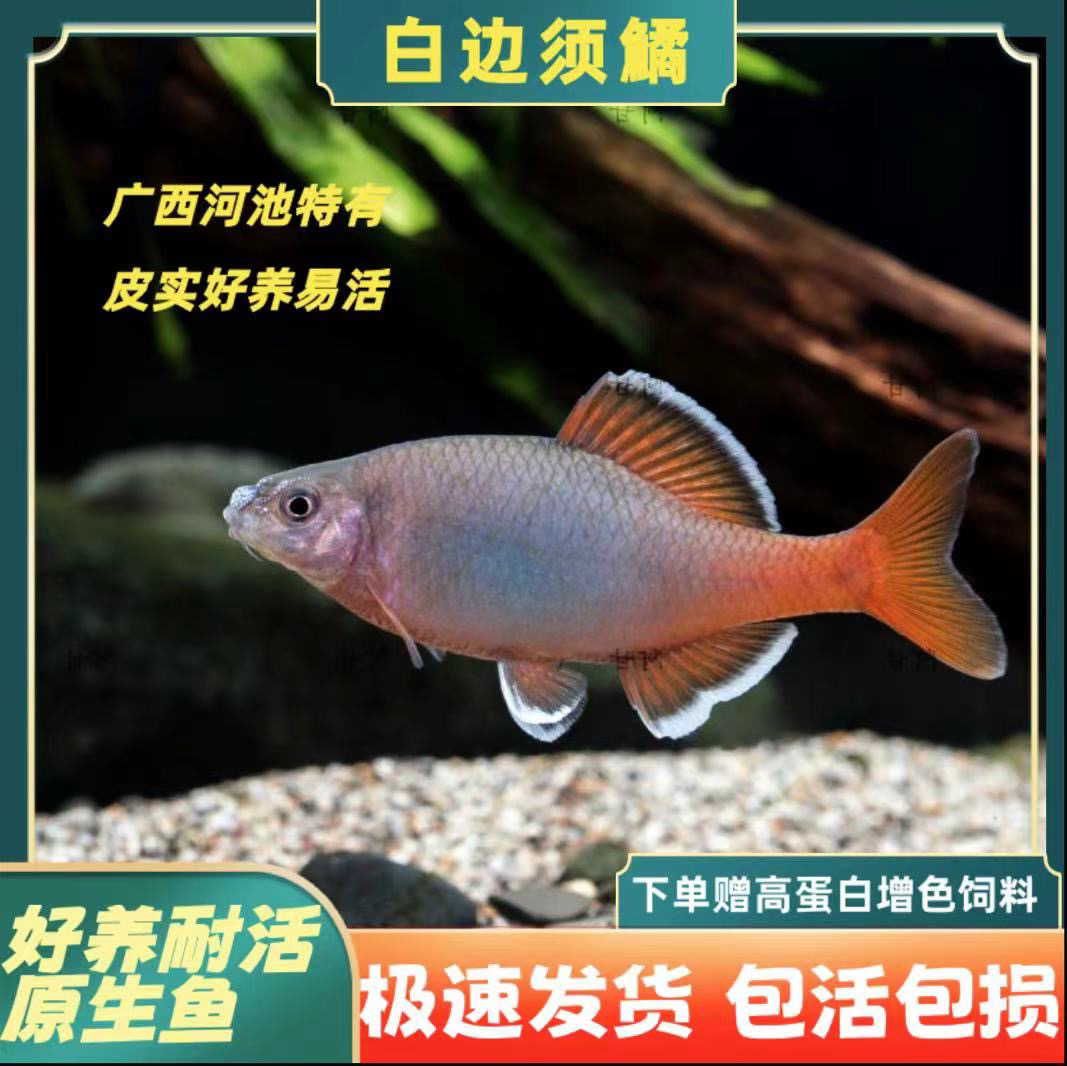 白边须鱊 淡水鱼冷水鱼广温鱼皮实好养