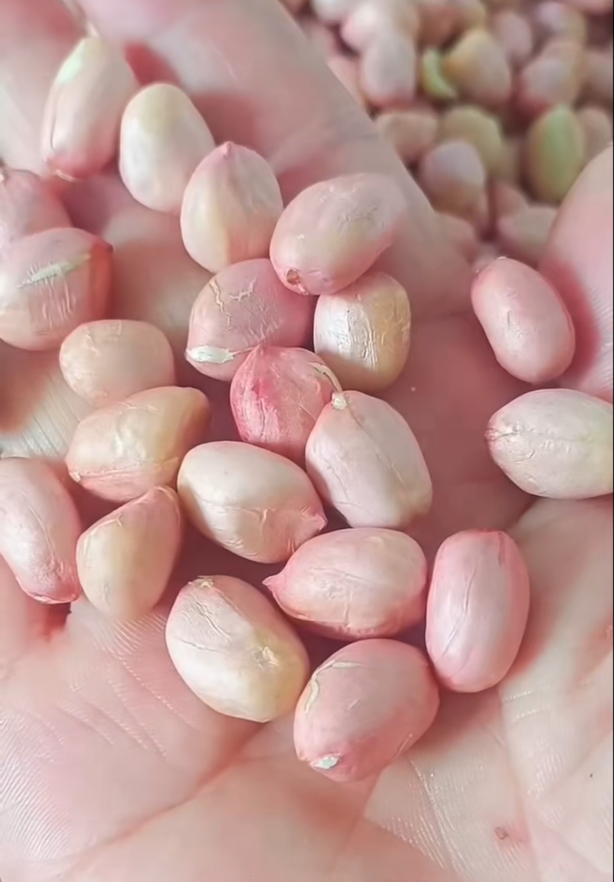 山东精选8筛饱满大白沙花生米