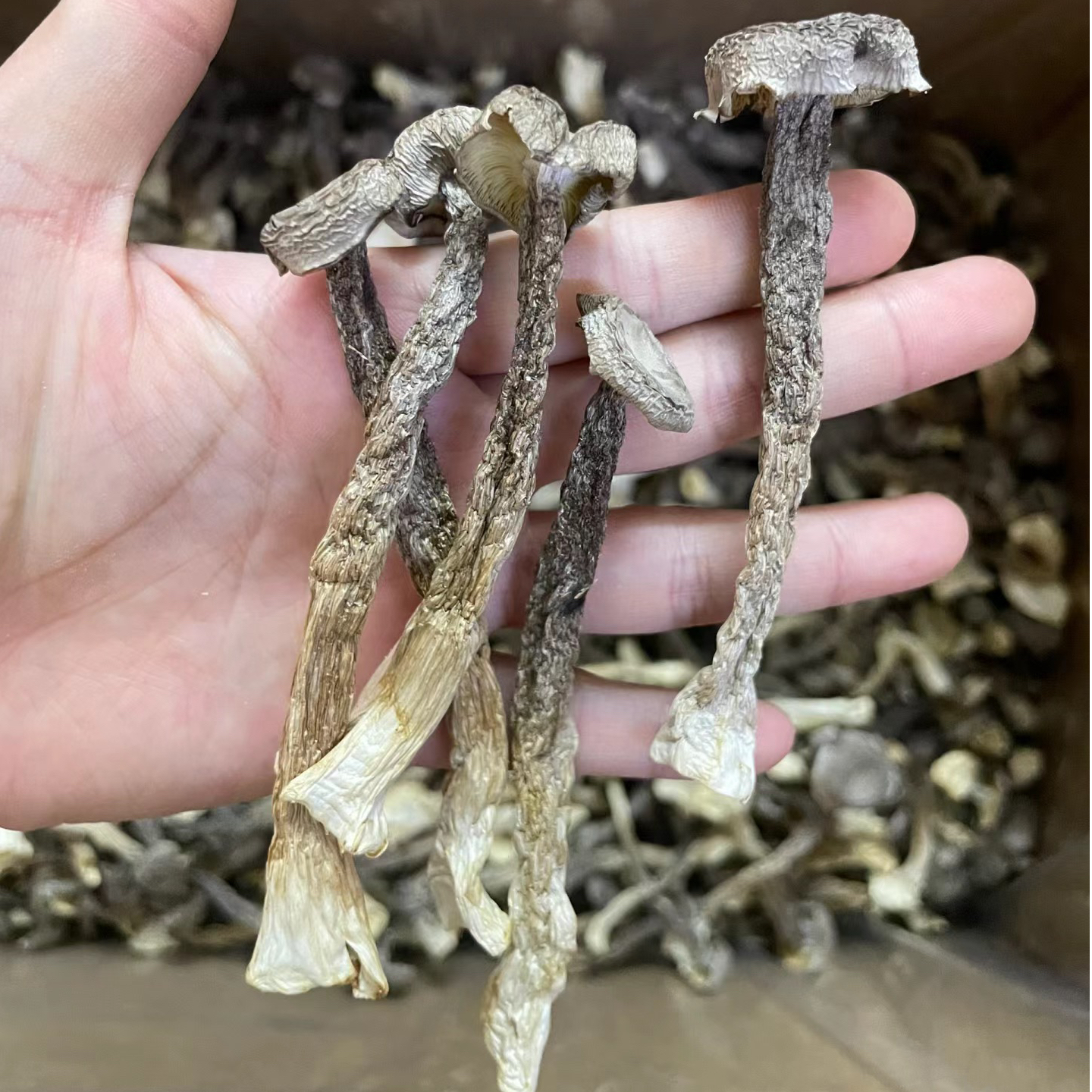 农家特产鹿茸菇无硫无干燥剂干货营养美味鲜香脆嫩食用菌