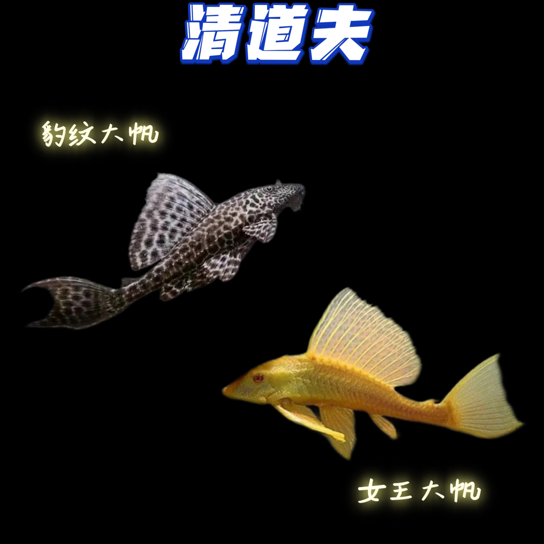 大型观赏工具鱼女王大帆清缸除藻（袋内包损）