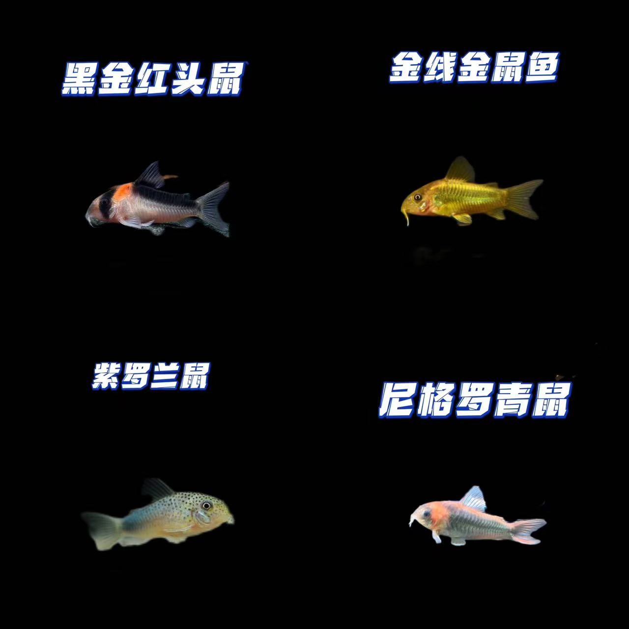 金线金鼠紫罗兰鼠尼青黑金红头鼠（袋内包损）
