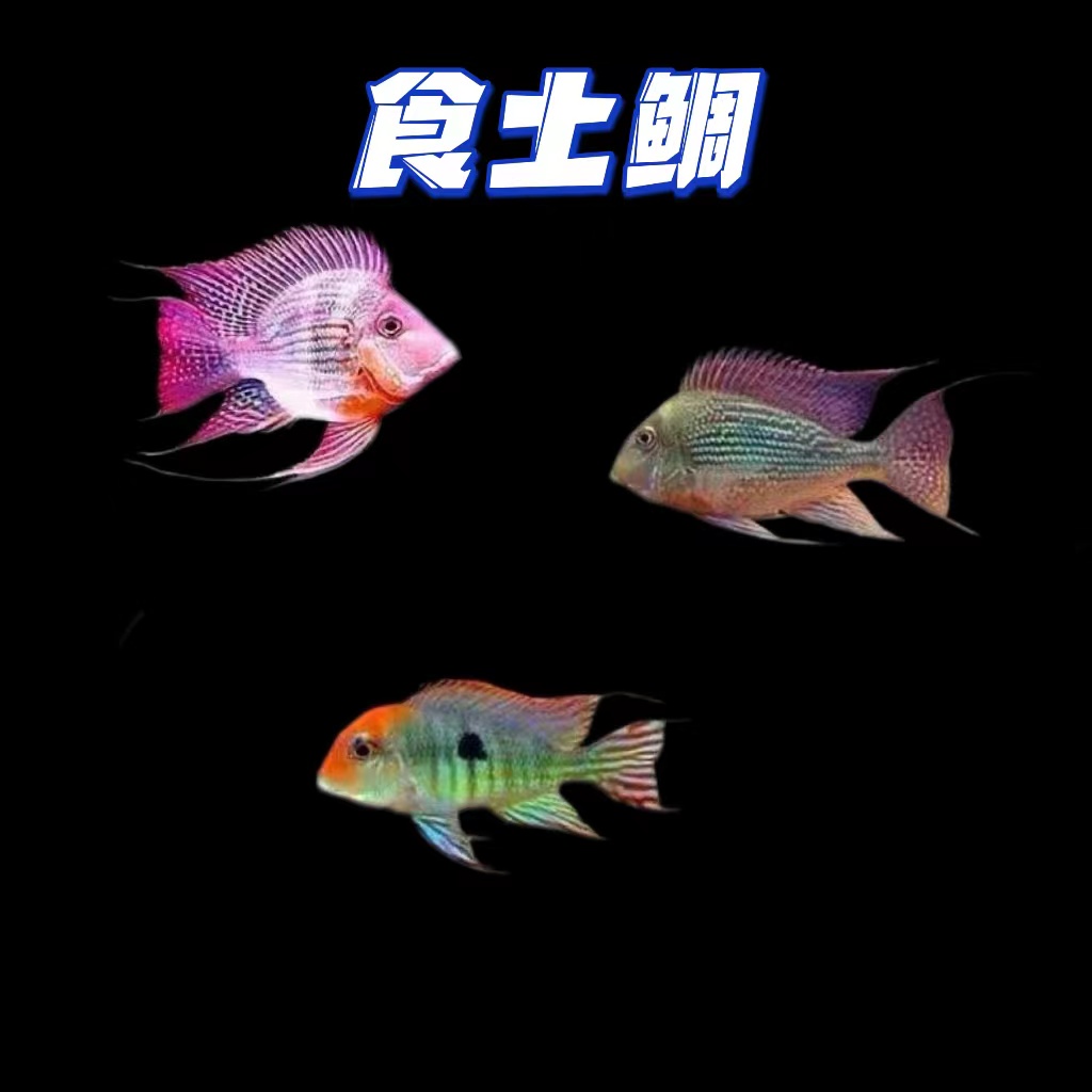 热带观赏鱼 食土鲷 斯维尼 红头力关刀（袋内包损）