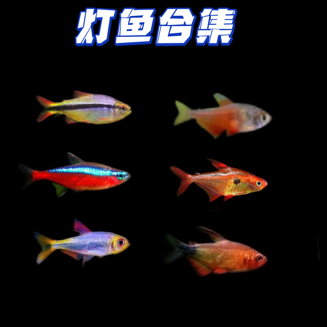 小型热带观赏鱼小型草缸灯科鱼宝莲灯红绿灯等等(袋内包损)