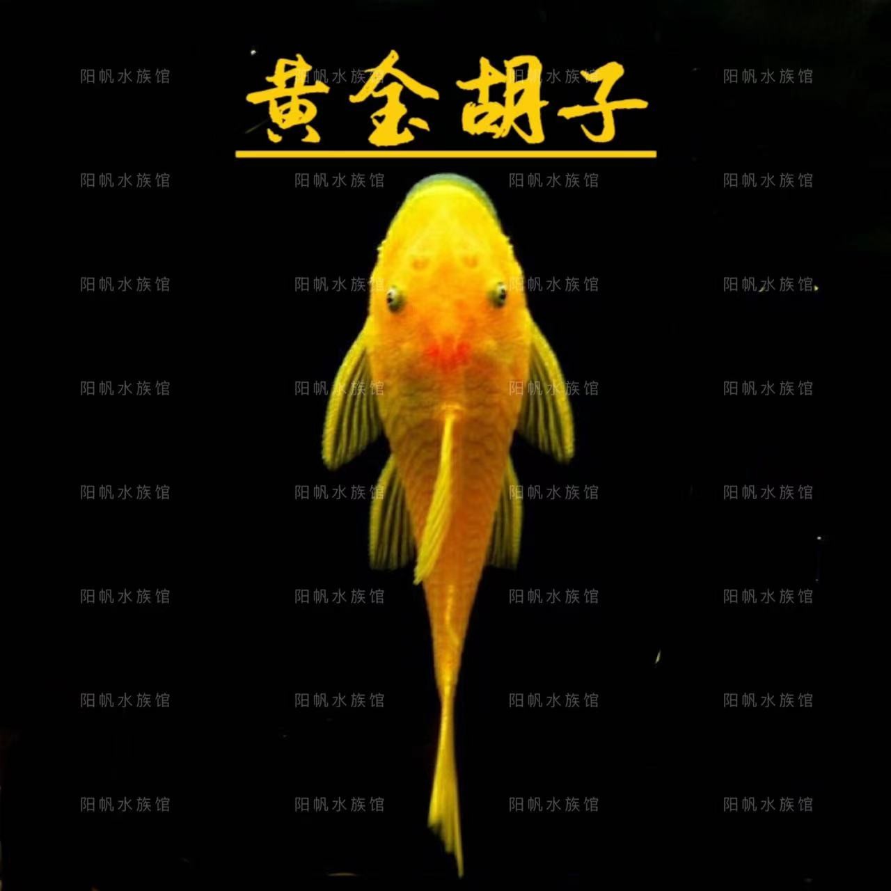 黄金胡子清缸除藻吃菌膜(袋内包损)清道夫清洁鱼