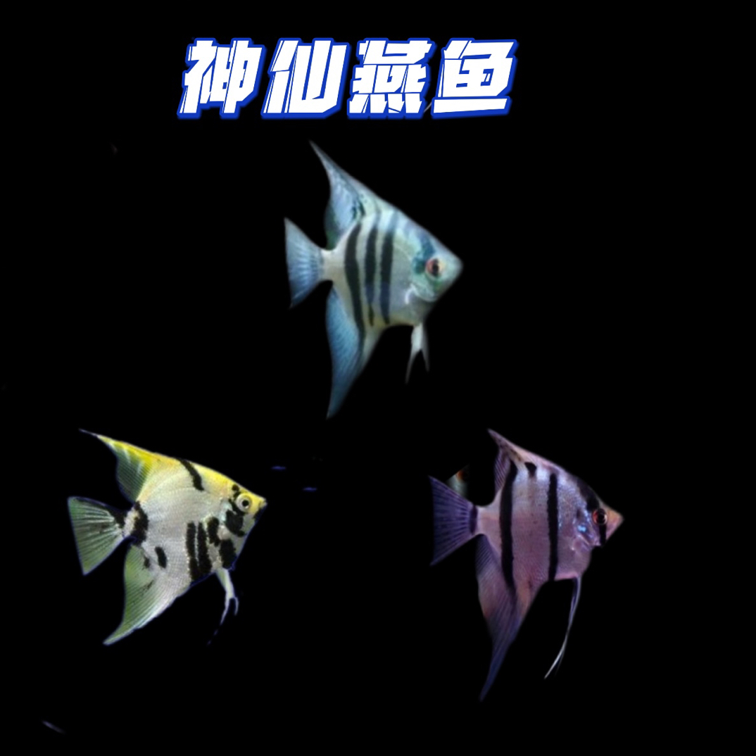 神仙燕鱼、红魔鬼小燕苗子等