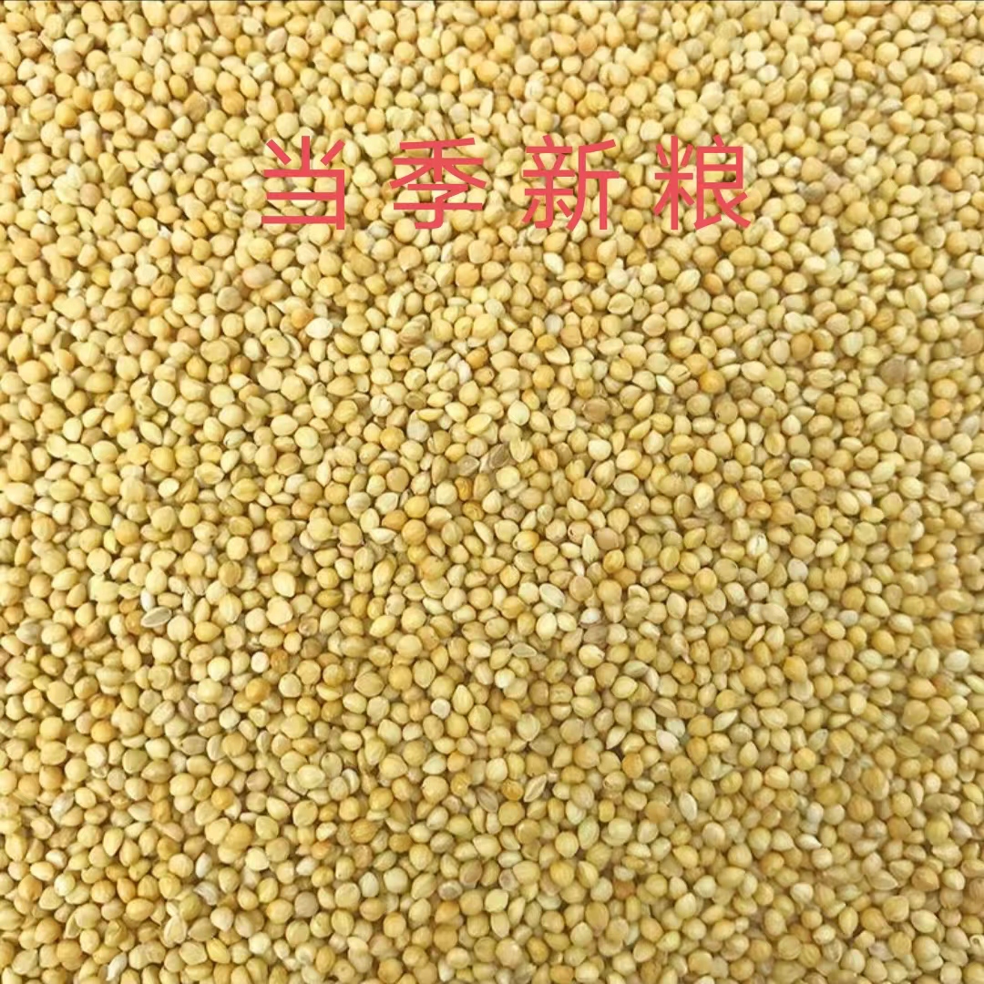 黄谷子小米颗粒饱满鹦鹉饲料鸟食