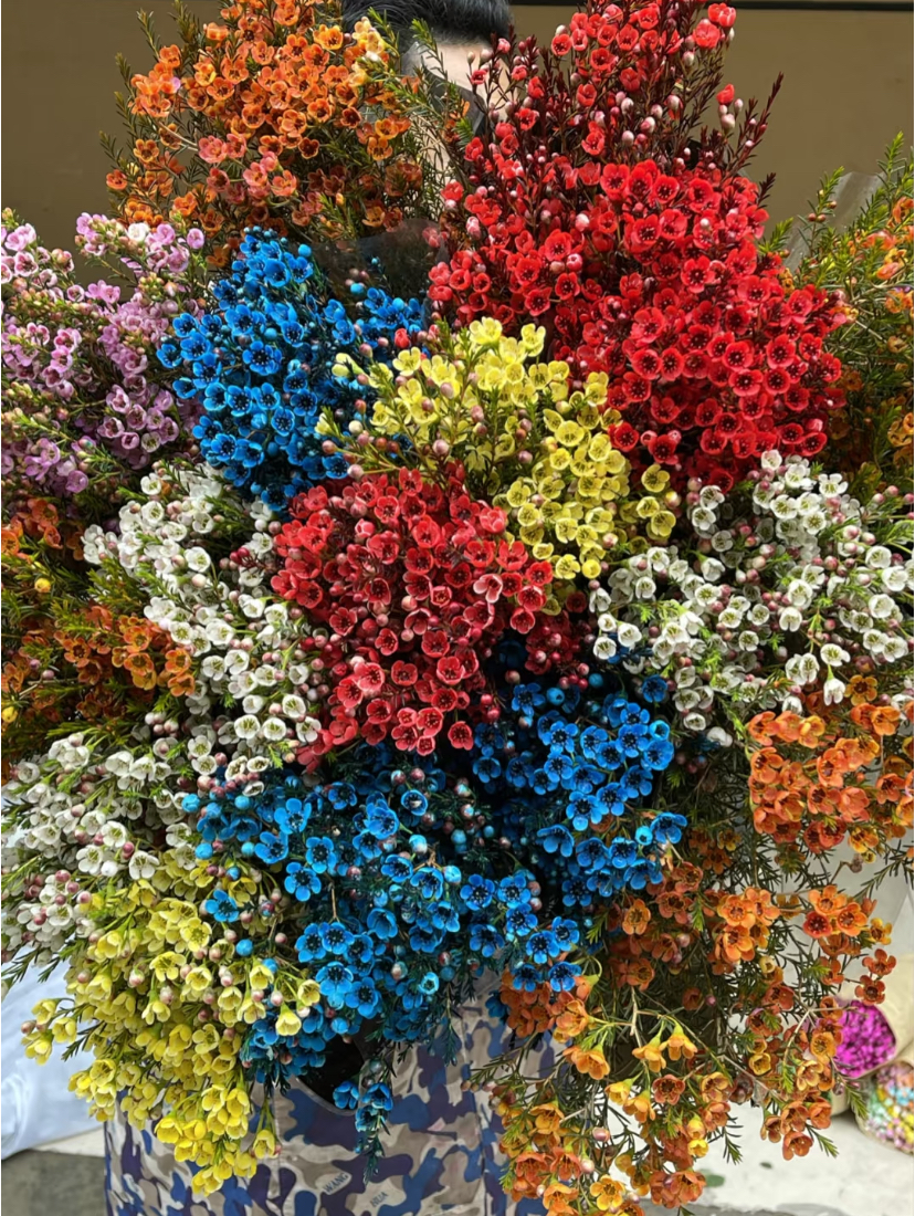 普普鲜花【腊梅】N单一个邮费|顺丰|云南新鲜鲜切花|斗南基地直发