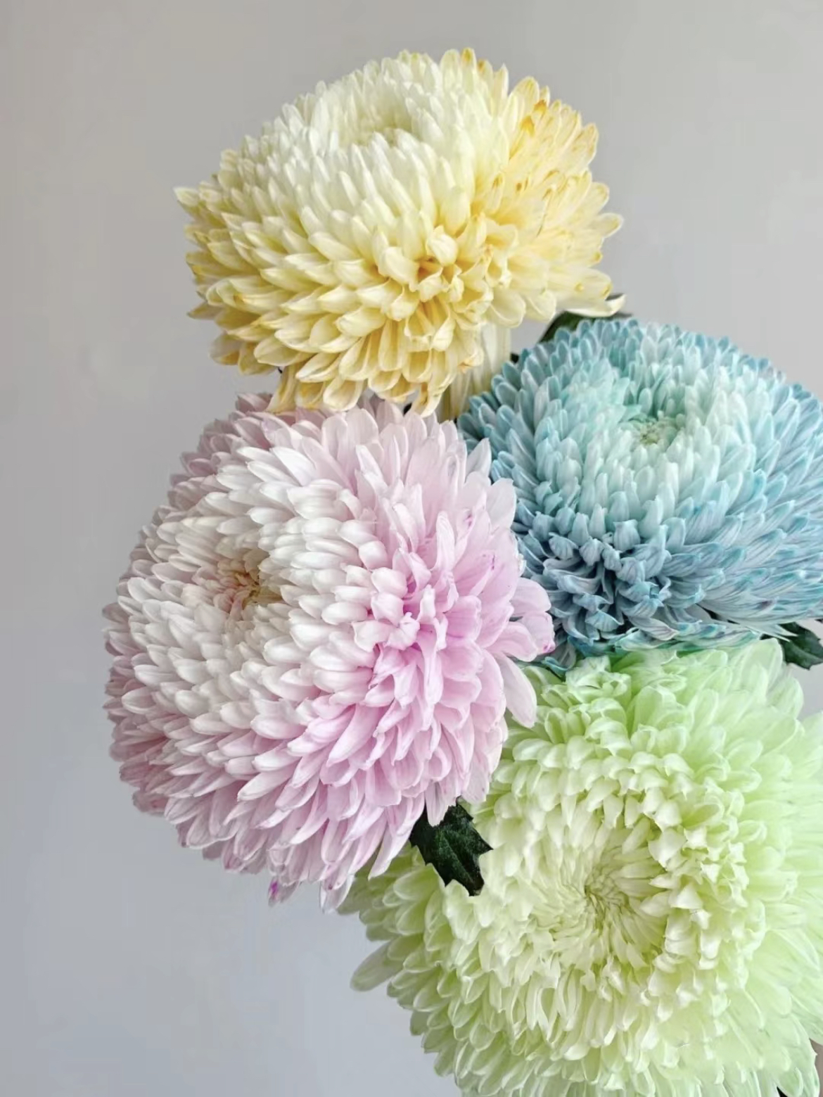 普普鲜花【牡丹菊】全店N单一个运费顺丰鲜花直播间现场直播卖花