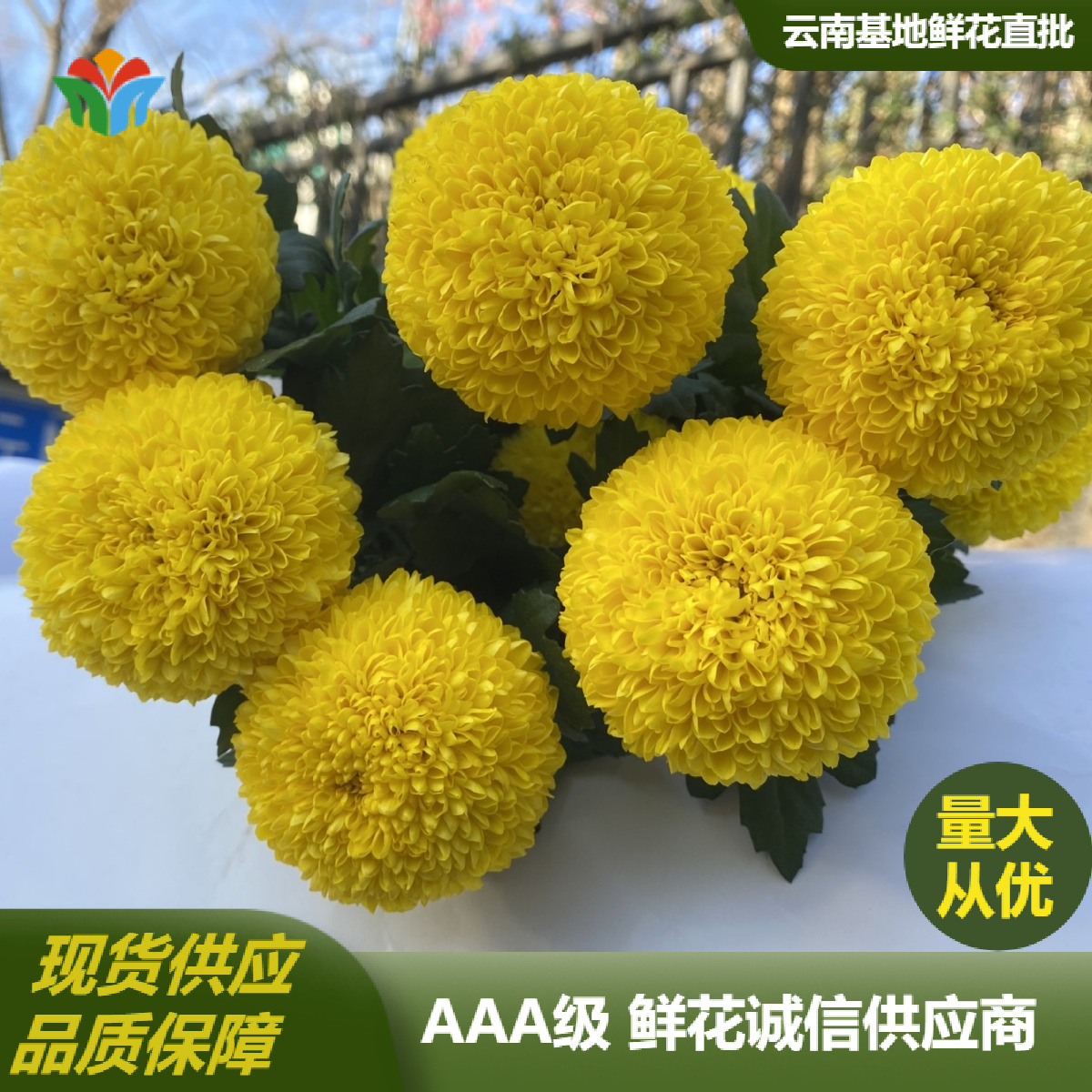 普普鲜花【乒乓菊】全店任意N单一个运费|顺丰冷链|云南鲜花直发