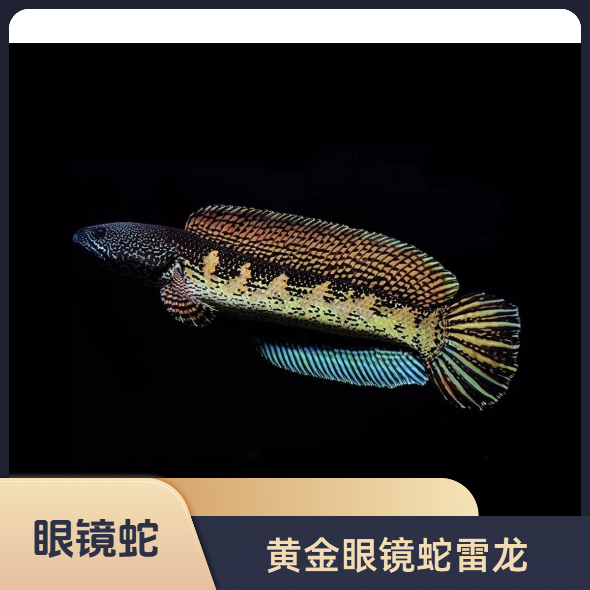 黄金眼镜蛇雷龙鱼