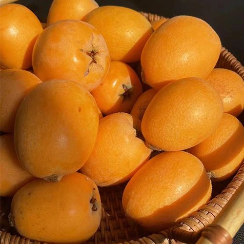 防冻发货云南蒙自正宗枇杷果新鲜水果当季酸甜枇杷果产地直发1斤