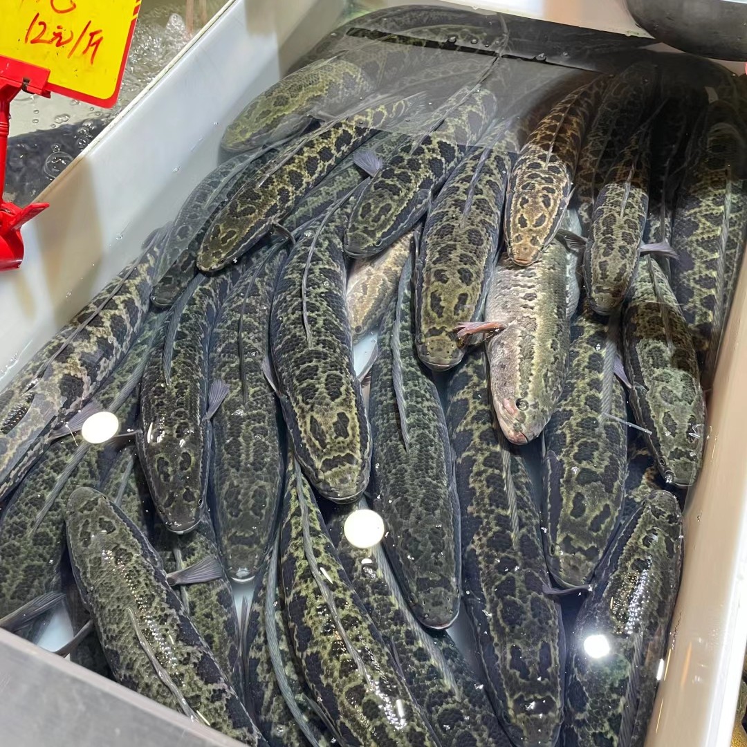 【黑鱼】一条2.5斤左右 （备注可宰）（需求大可叠加份数）
