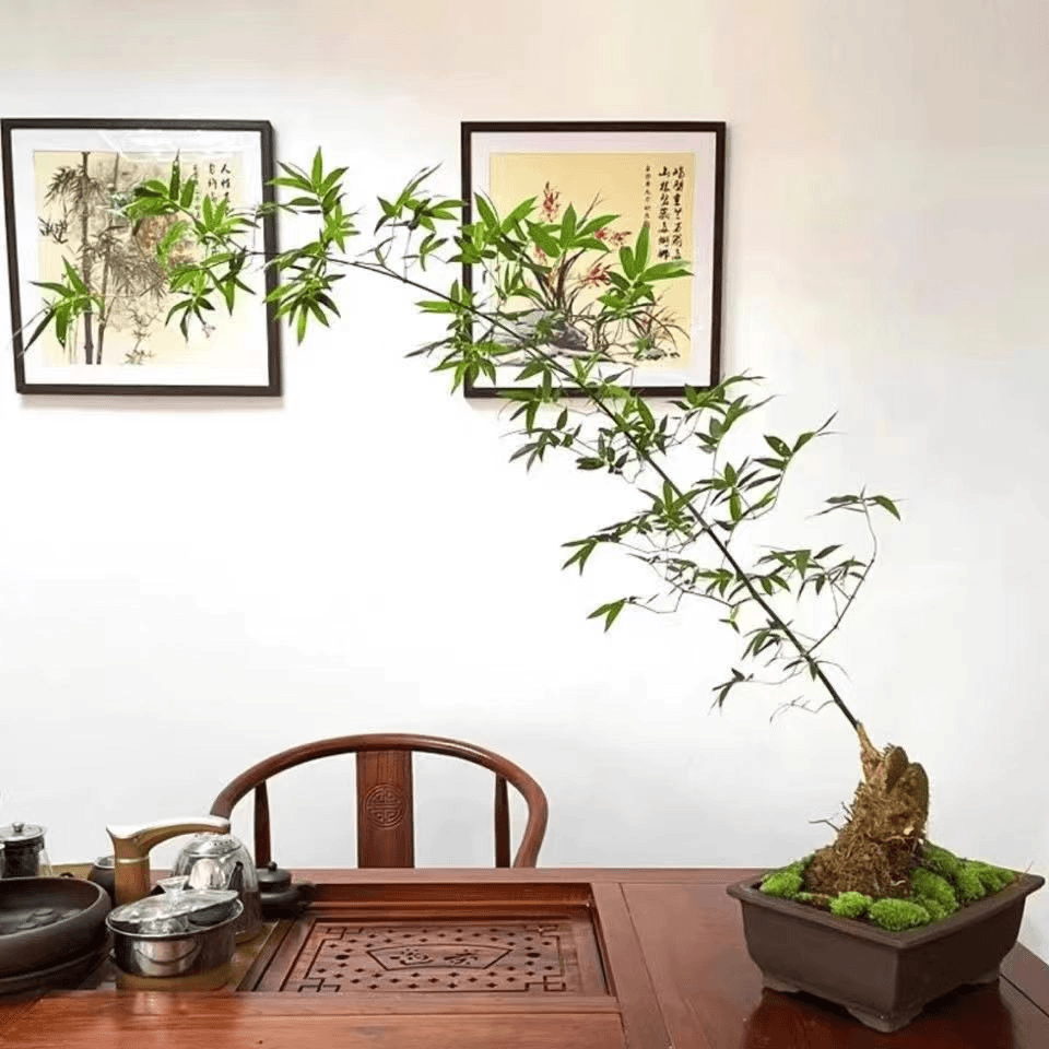 直播间一物一拍小叶簕竹盆景土壤种植南方北方发芽