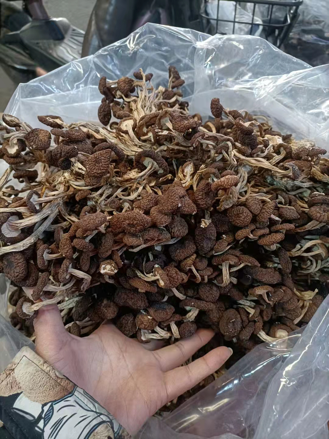 头茬茶树菇纯干无水份