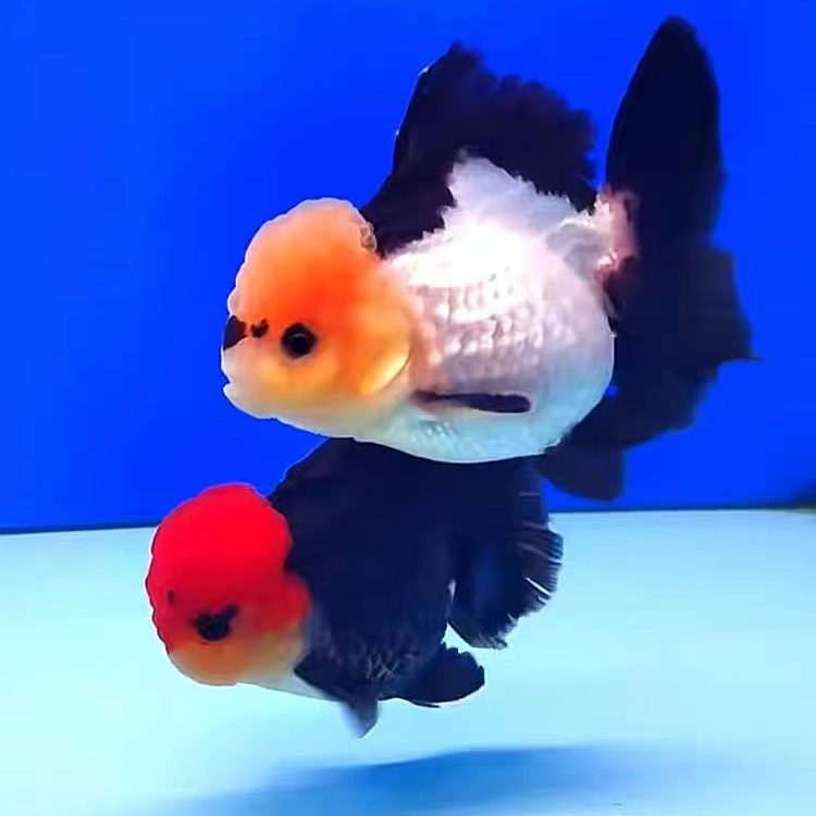 观赏鱼金鱼优选精品泰狮兰寿超萌好物(直播间展示为准）