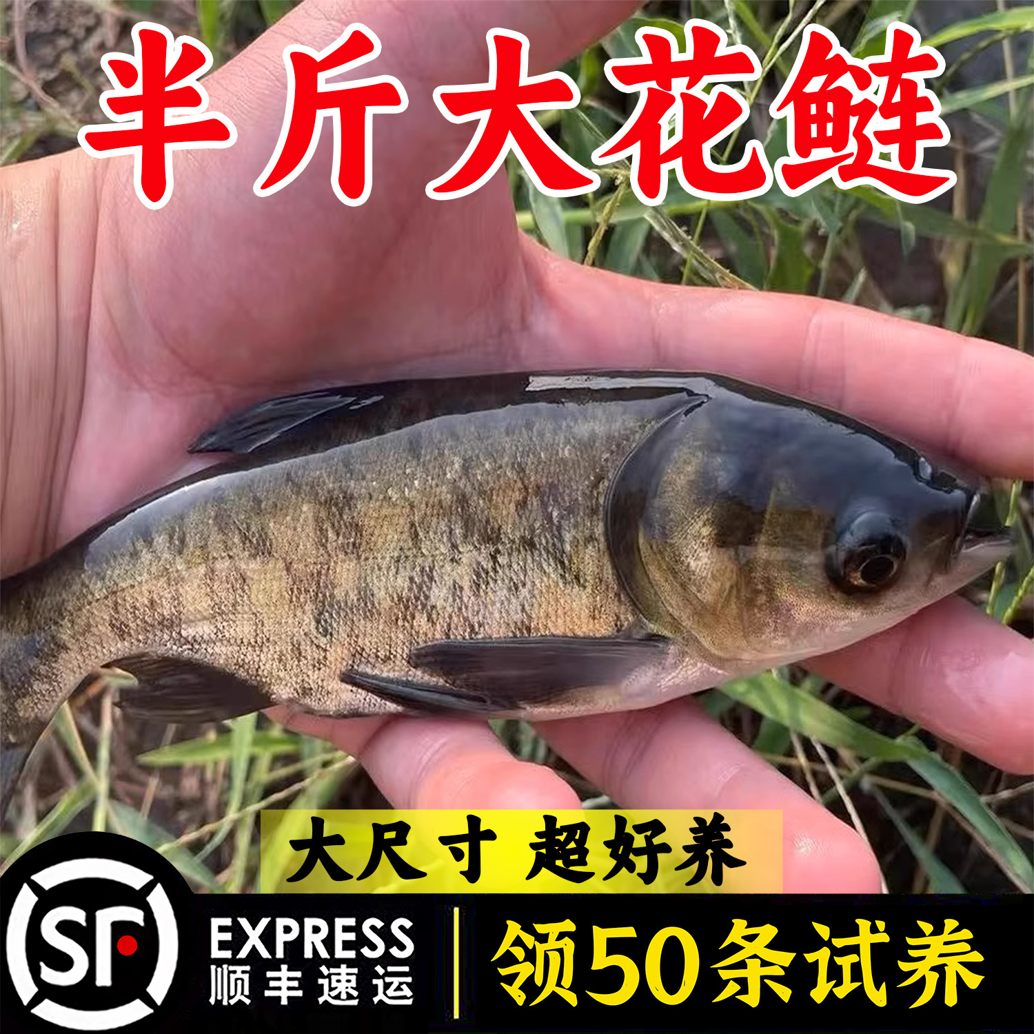 花鲢鱼淡水养殖食用活鱼胖头特大鲢鳙冷水观赏大头鱼批发包活耐活