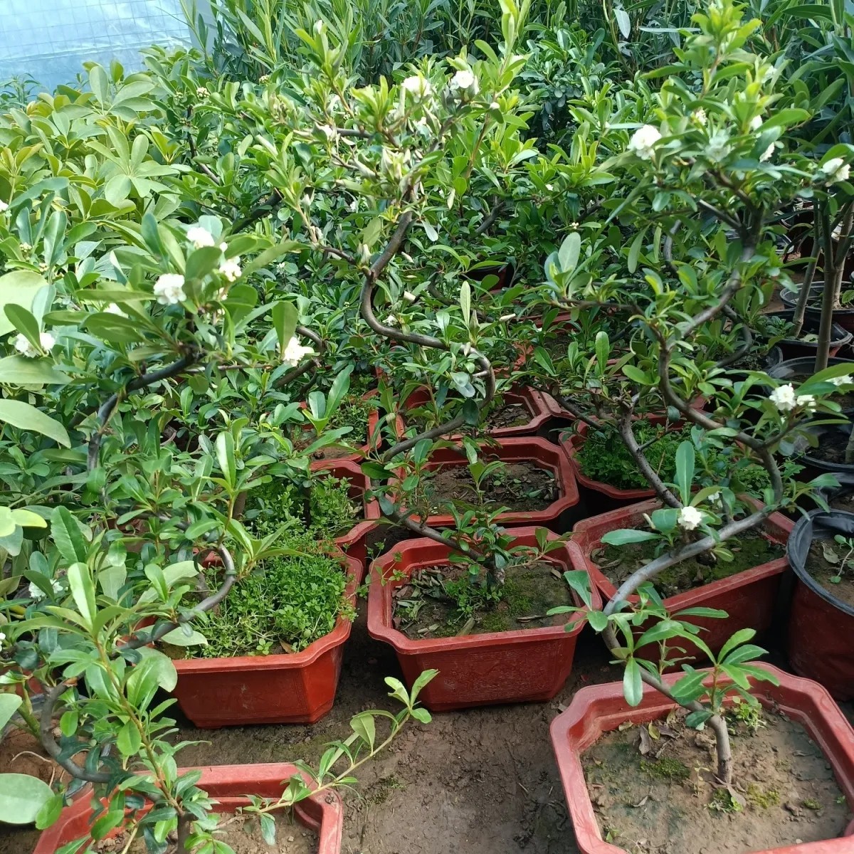 火棘盆栽正宗发货耐寒火棘苗室内盆景老桩火棘四季常青秋冬季带果