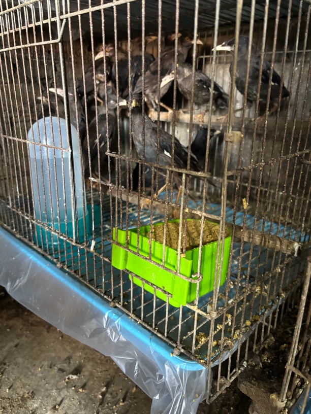 笼养怕人小黑鸡肉顺丰包邮