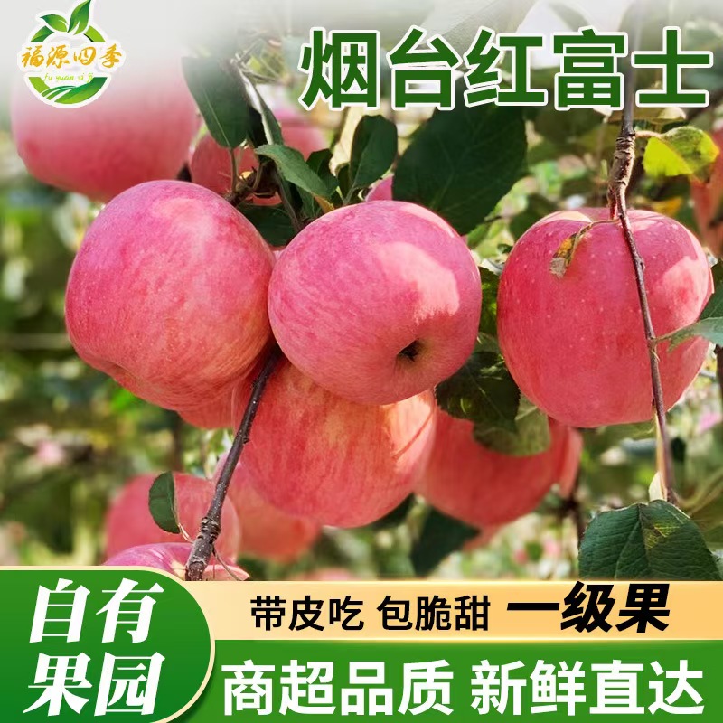山东烟台栖霞红富士苹果新鲜应季水果