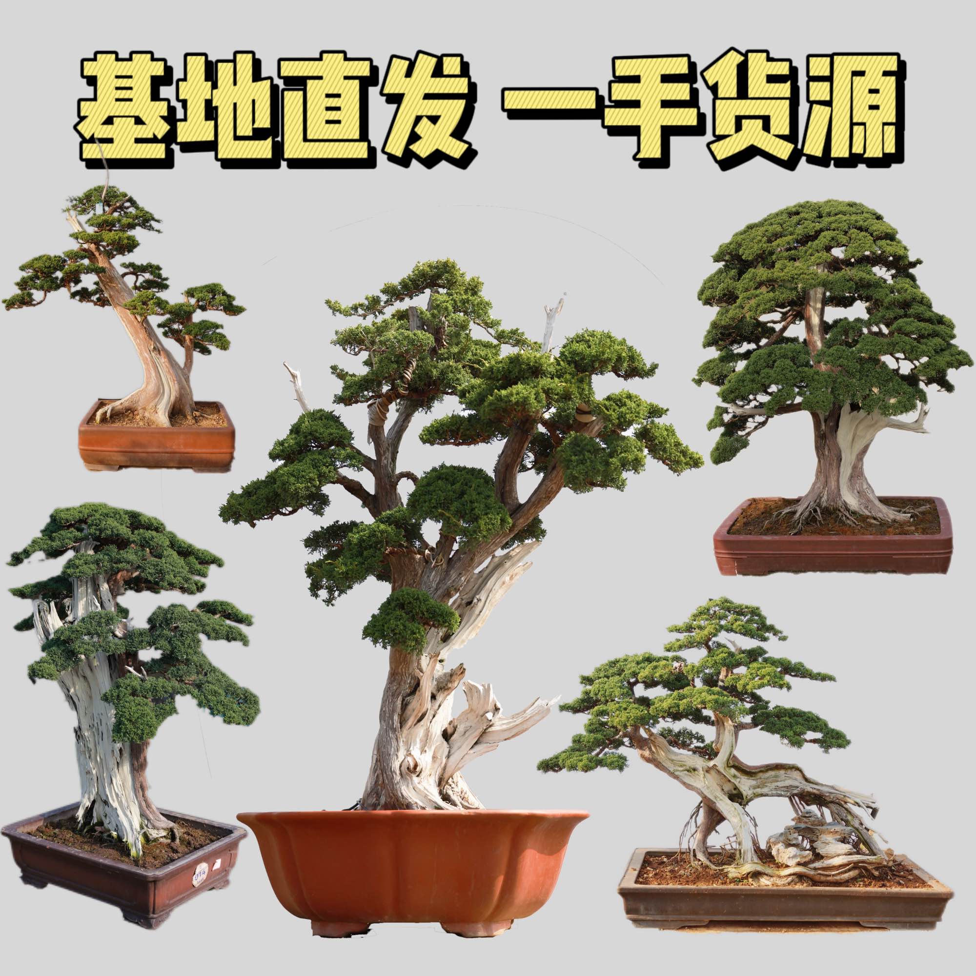 济州真柏精品盆景
