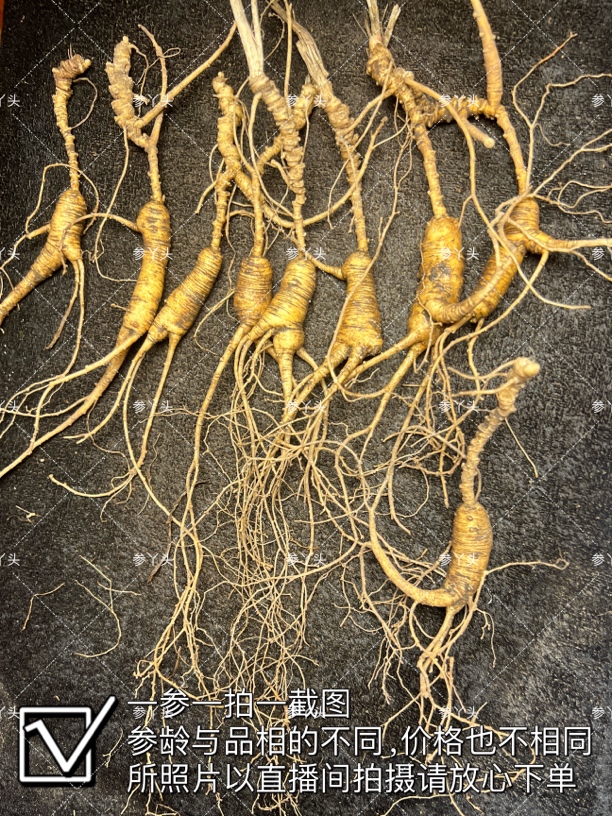 吉林长白山新鲜山参现场选货 一单一拍一截图改价链接