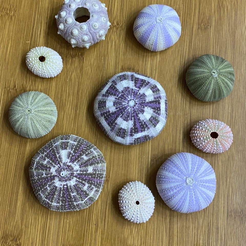 不同品种10个海胆壳套装 天然海胆壳 空气凤梨花盆 可做海胆灯