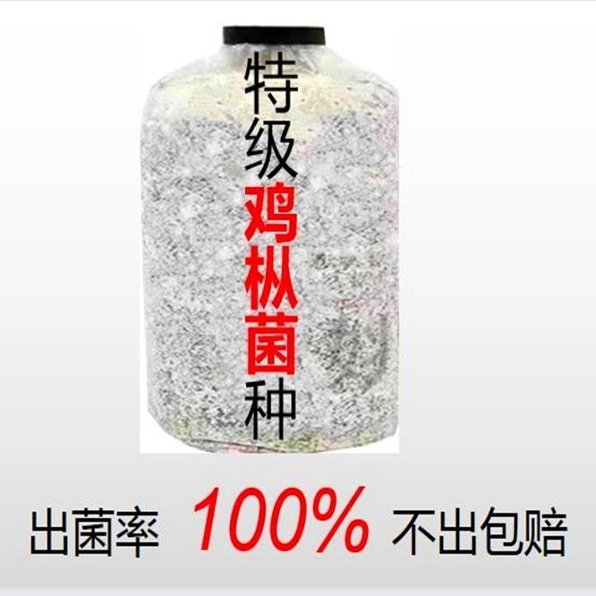 鸡枞菌种云南野生鸡枞菌种子菌包