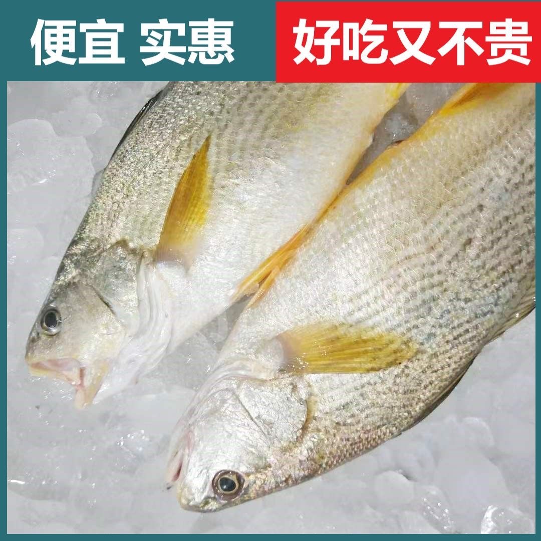 野生海捕新鲜黄姑鱼5斤黄菇鱼黄三鱼春子鱼顺丰冷链