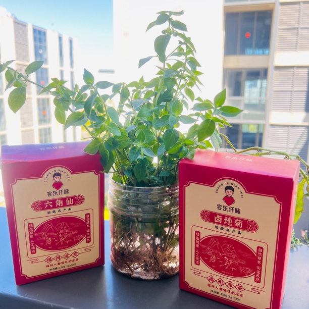 福州传统凉茶【六角仙（爵床草）/卤地菊】30小包*5克/盒天然绿色干货