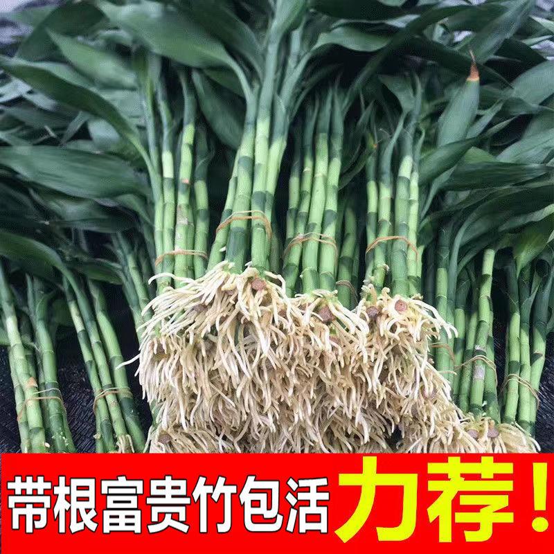 富贵竹带根须水养水培植物绿植粗枝花客厅招财竹子节节高人财两旺