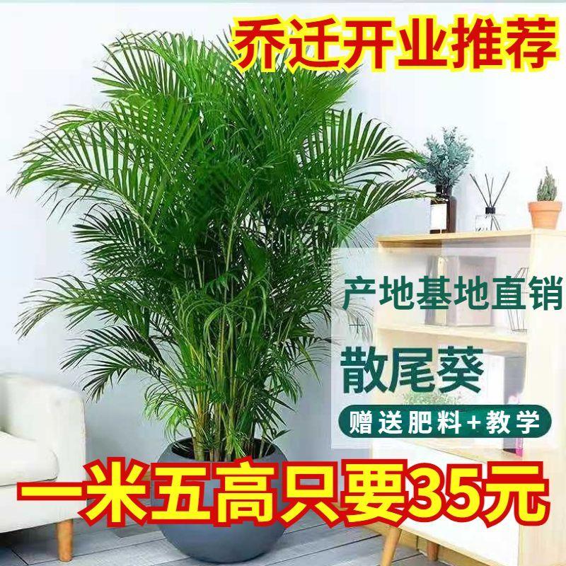 富贵椰子室内客厅办公室中大型网红绿植好养吸甲醛花卉植物散尾葵