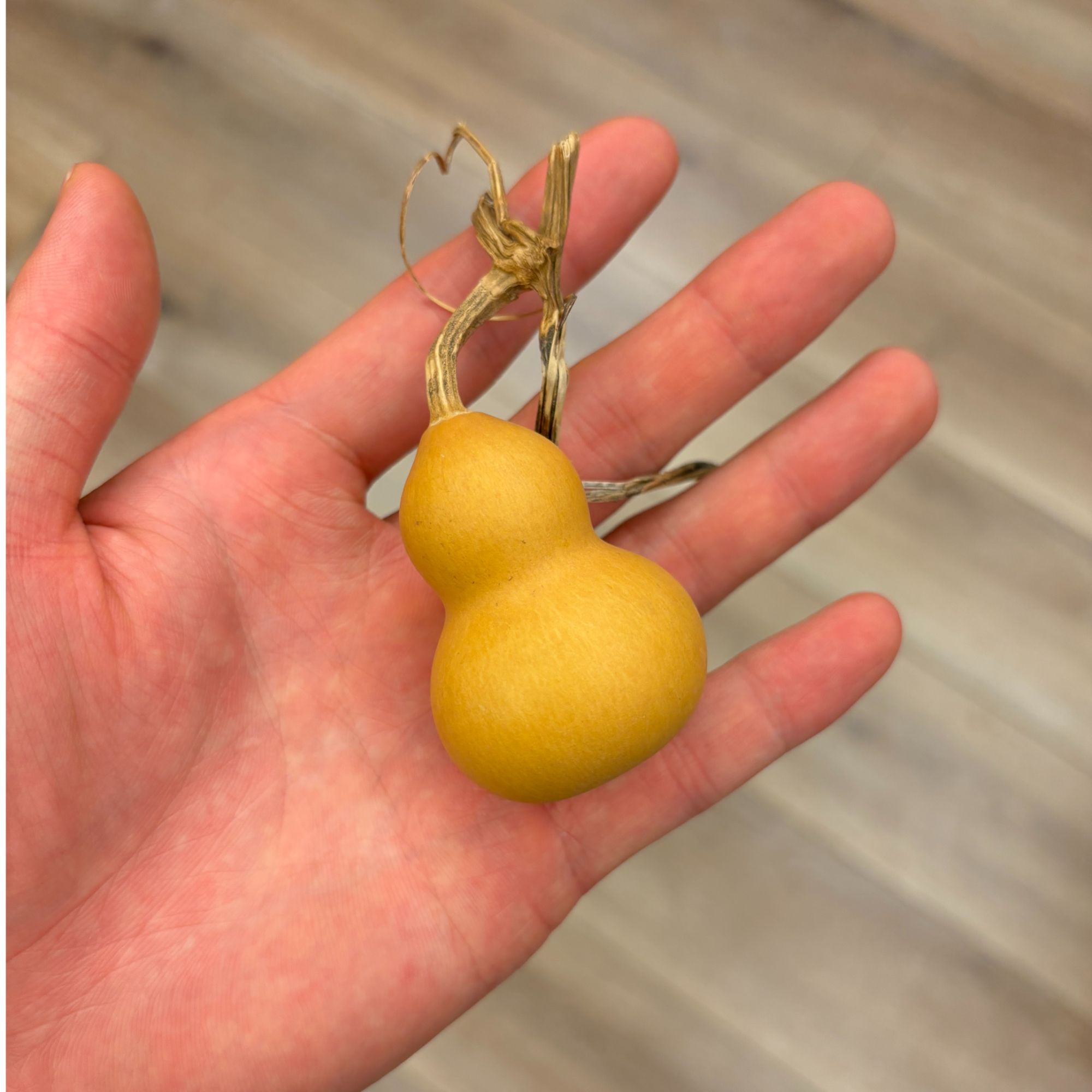 原生态原皮龙头小葫芦文玩把玩小葫芦随身带福禄葫芦物件