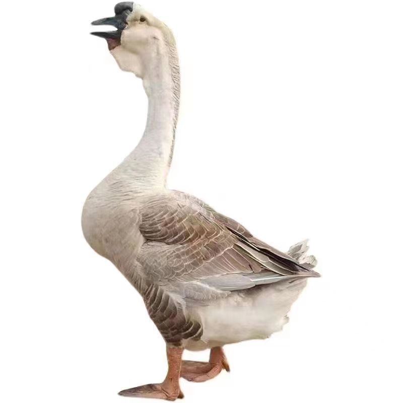 【小州】潮汕澄海灰狮头 正宗鹅肉鲜美 带框顺丰发货公母可选